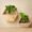 Hexagon wooden basket and gifting box or Plant Stand