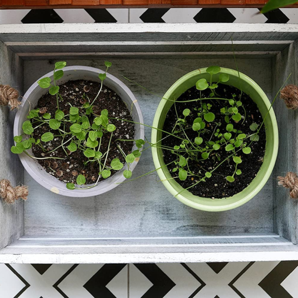 KRAYOG Set of 3 Rustic White Wooden Display Crates with Rope Handles – Decorative Wood Storage Boxes for Organization and Home Décor